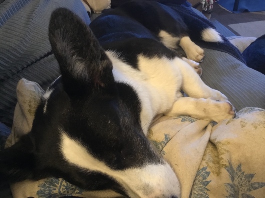 black and white corgi sleeping on a blue couch and white, blue and gold pillow